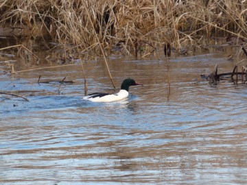 Spacer po Sieradzu w ramach Zimowego Ptakoliczenia 2025, 